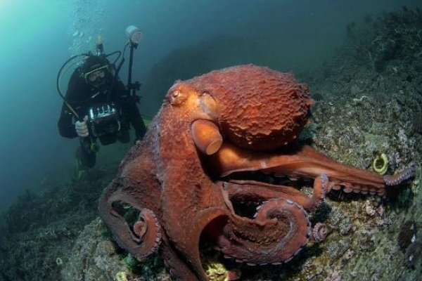 Kraken ссылка официальная
