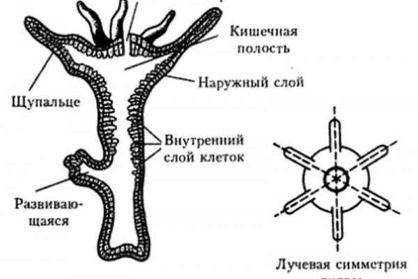 Kraken наркотики сайт